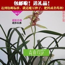 建蘭金荷 經(jīng)典名品全解析與選購養(yǎng)護(hù)指南